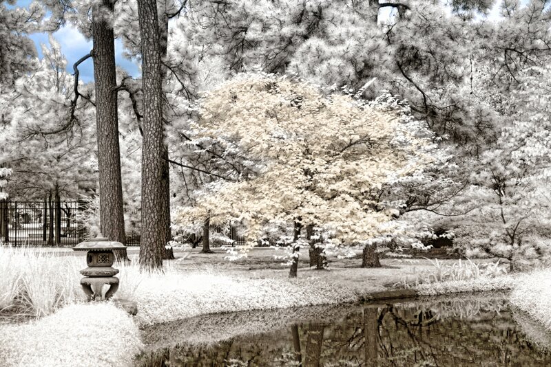 Infrared Garden Scene — White