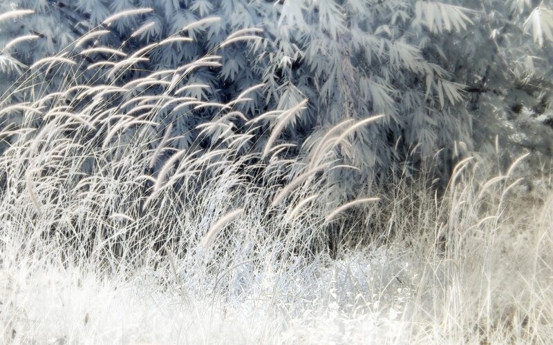 Infrared grass and bamboo