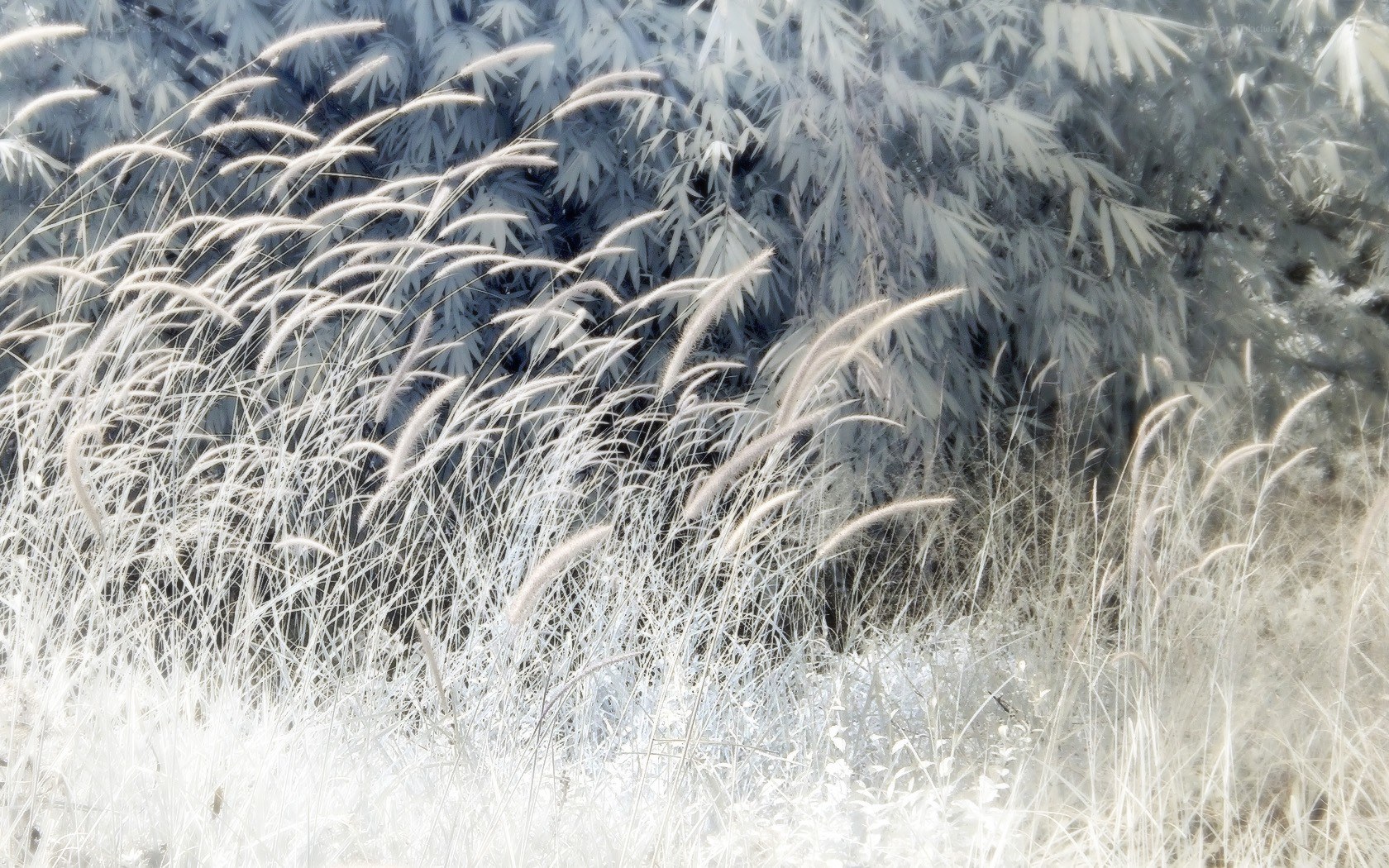Infrared grass and bamboo