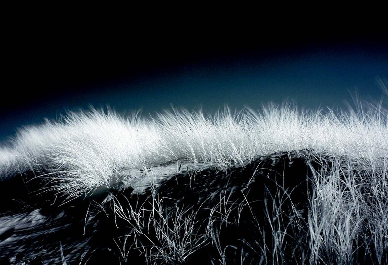Infrared grass on a dune