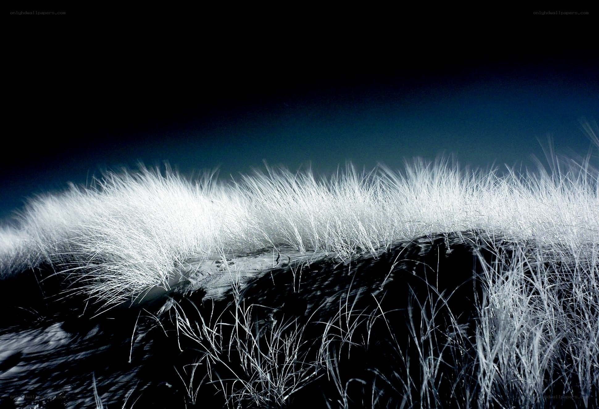 Infrared grass on a dune