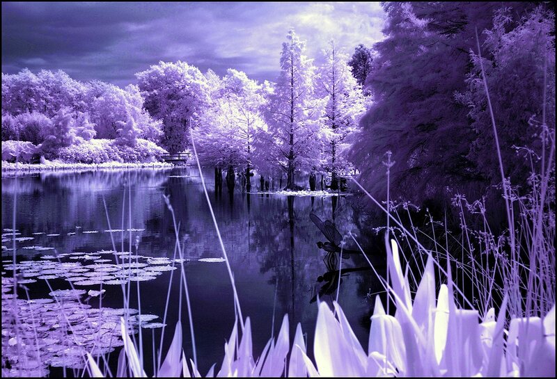 Infrared Lake Landscape — Purple