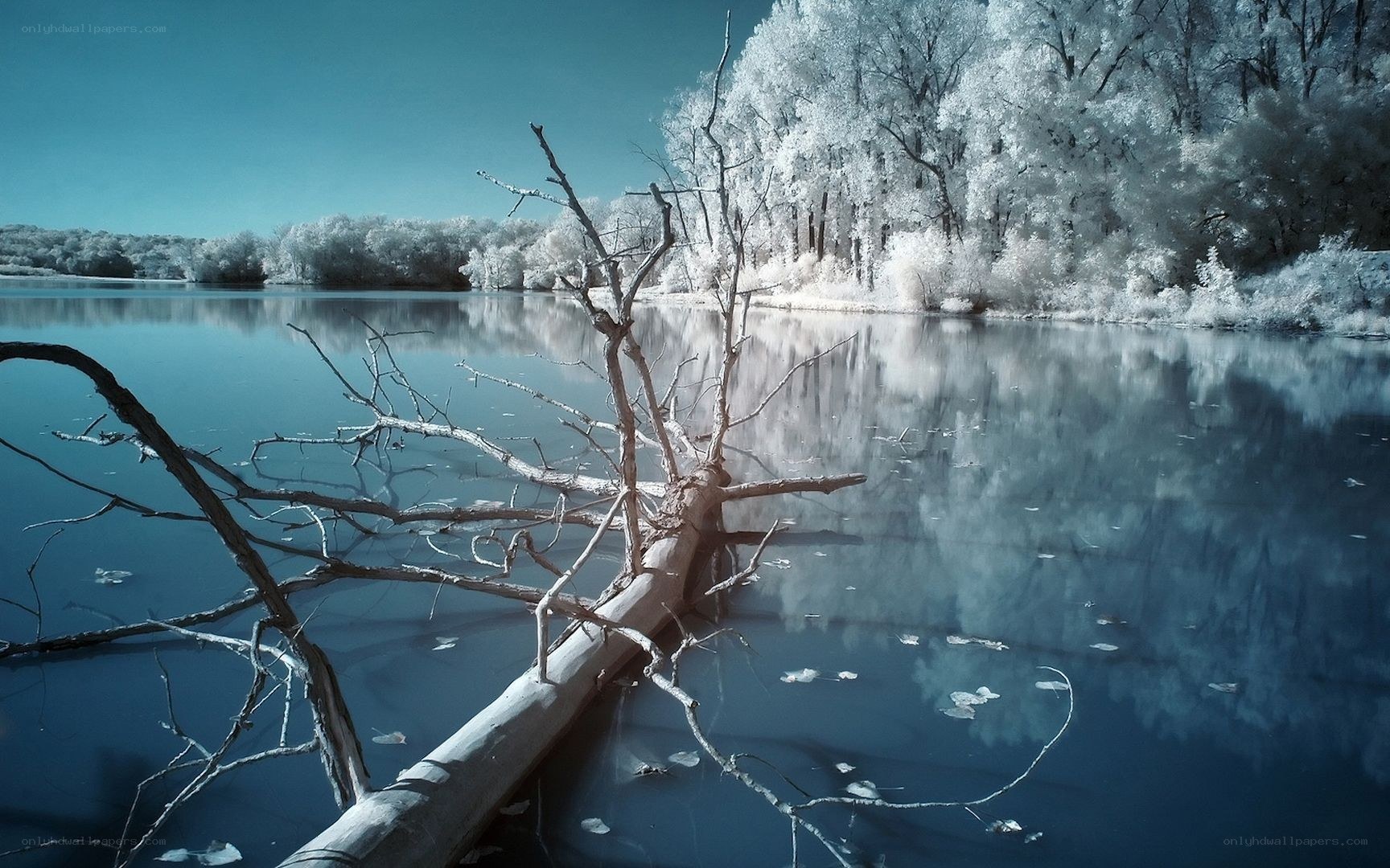 Infrared lake with fallen tree