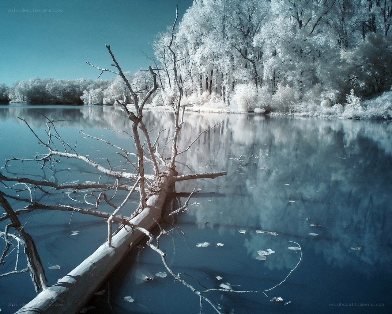 Infrared lake with fallen tree