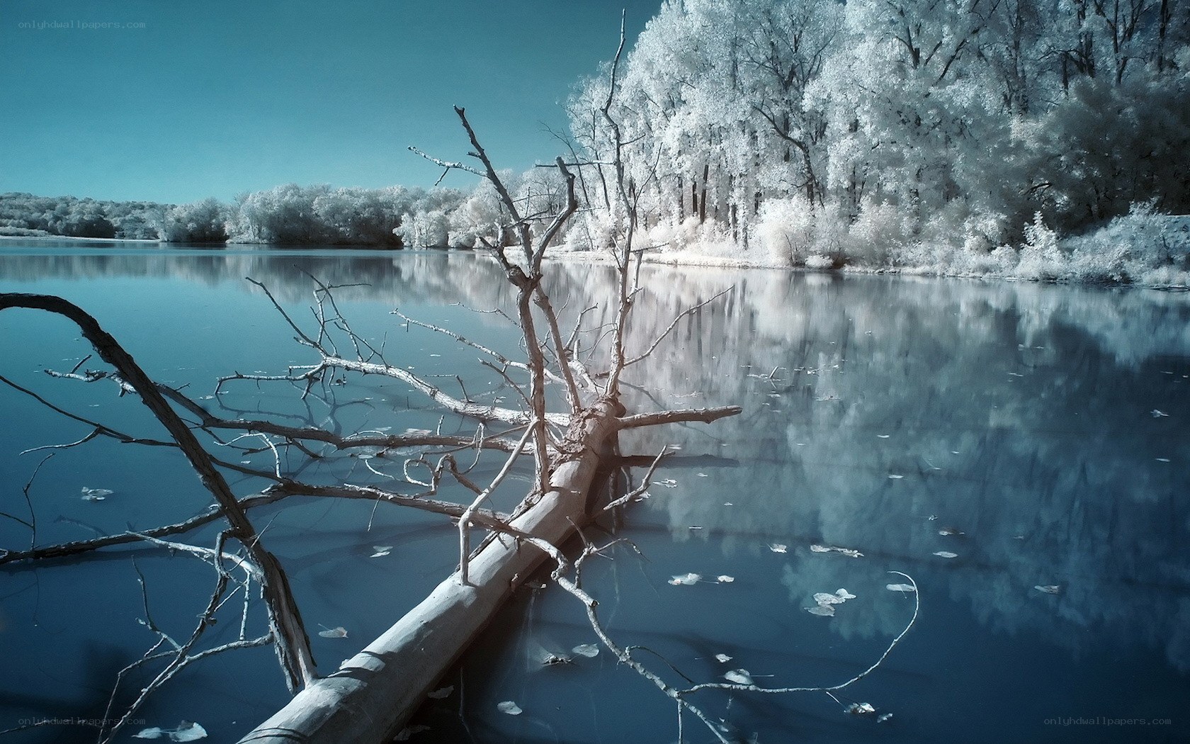Infrared lake with fallen tree