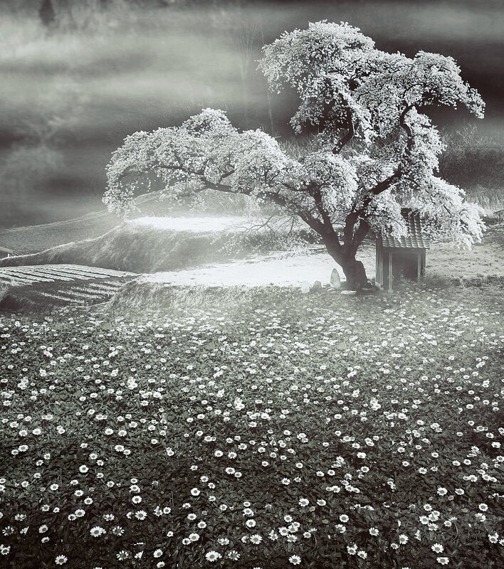 Infrared landscape with blooming tree