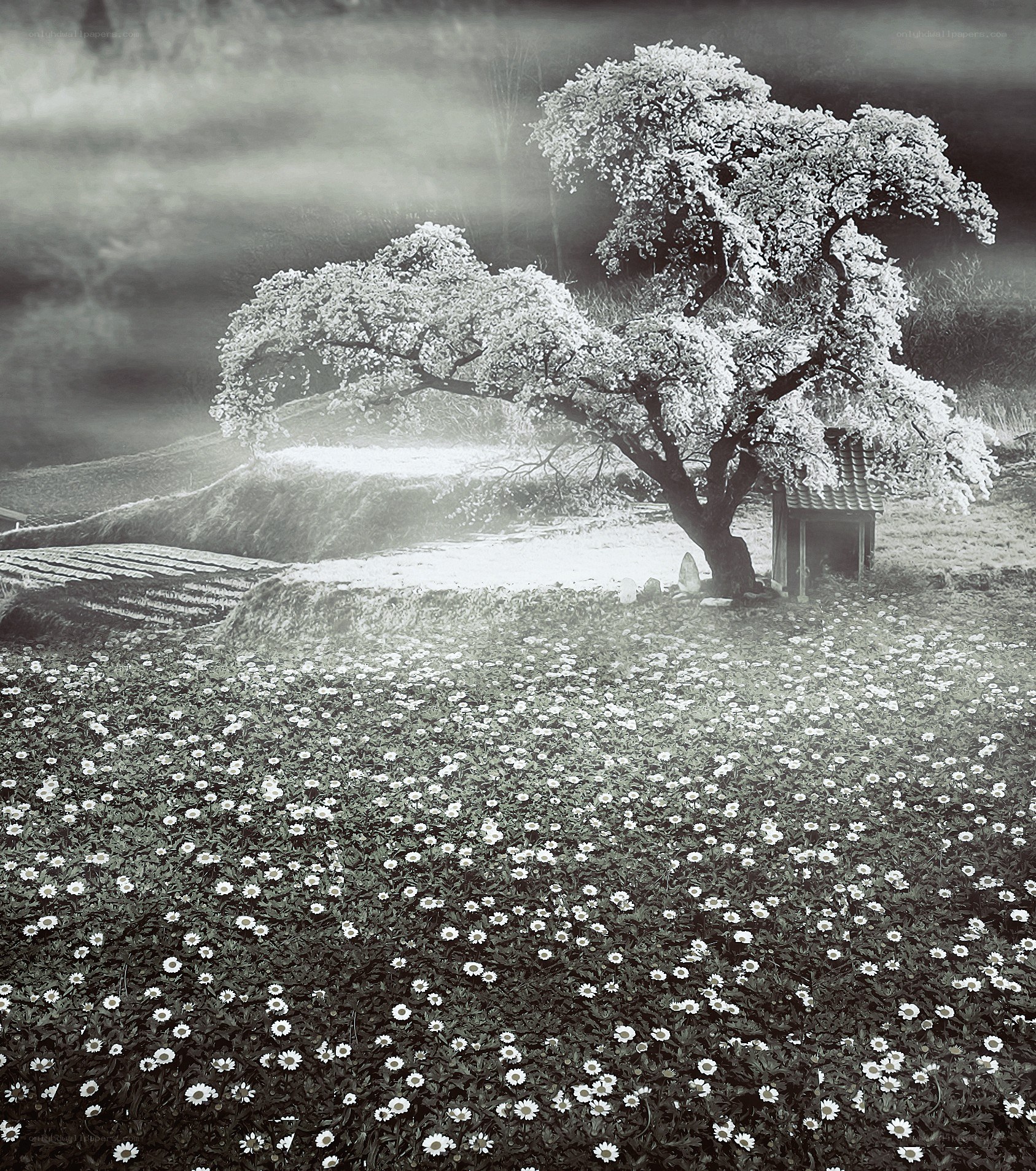 Infrared landscape with blooming tree