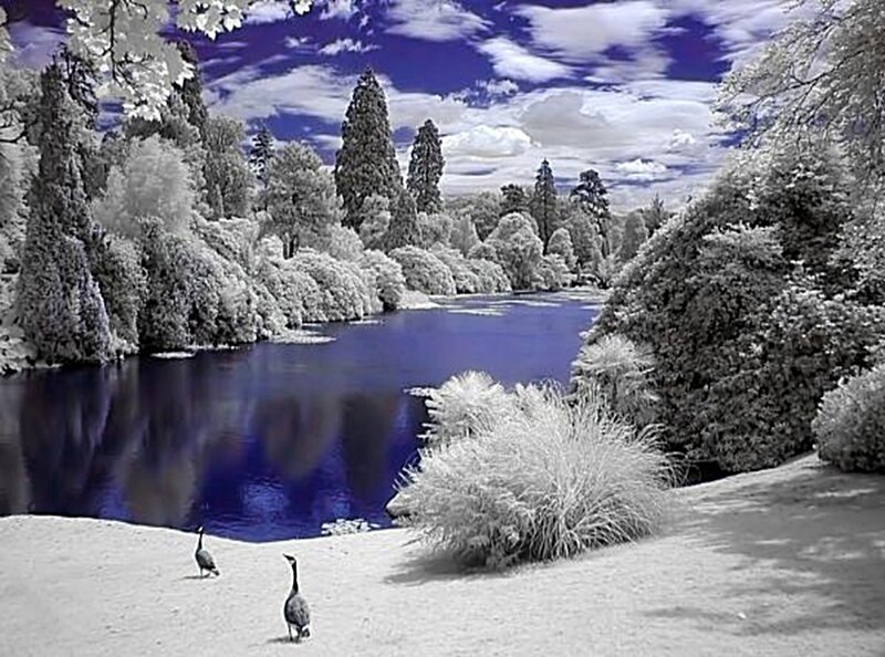 Infrared landscape with geese