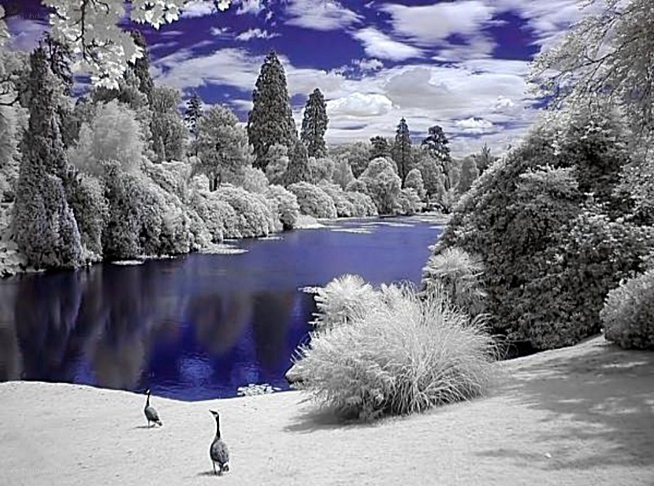 Infrared landscape with geese
