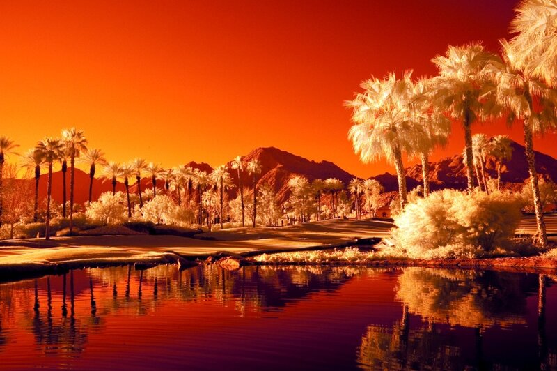 Infrared landscape with palm trees