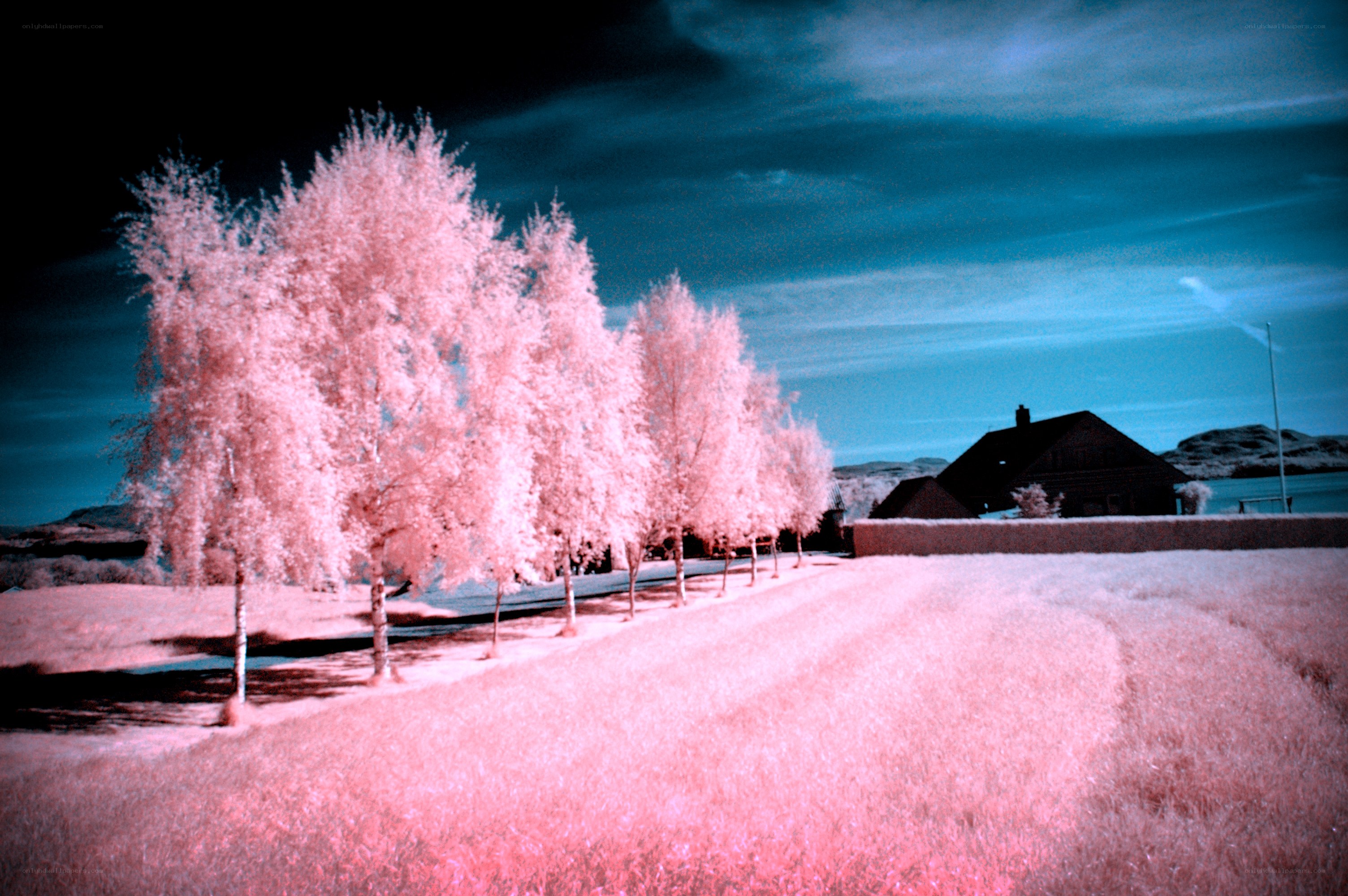 Infrared landscape with pink trees