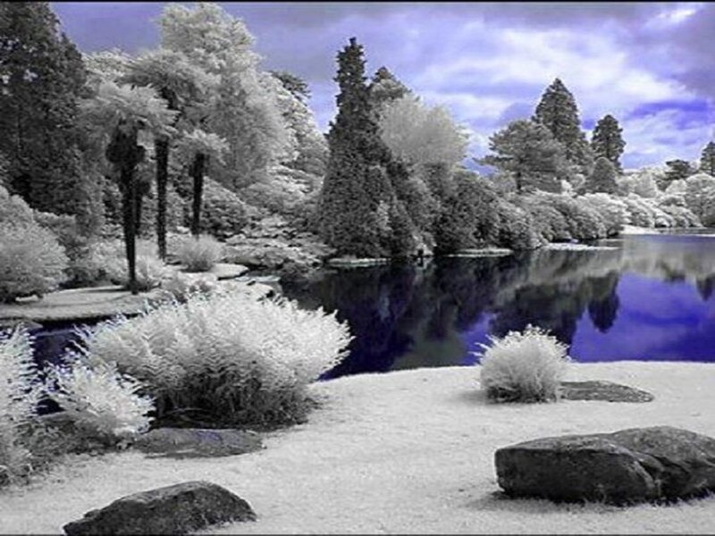 Infrared Landscape with Pond — Purple
