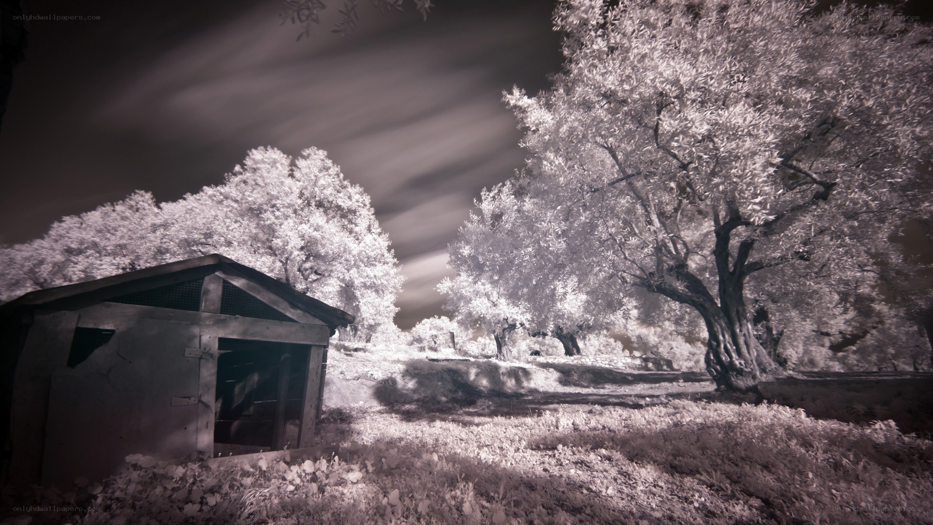 Infrared landscape with shed