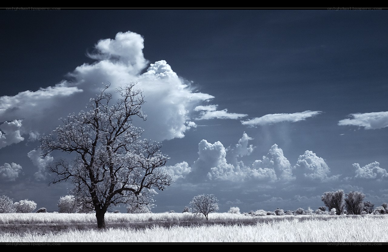 Infrared landscape with tree