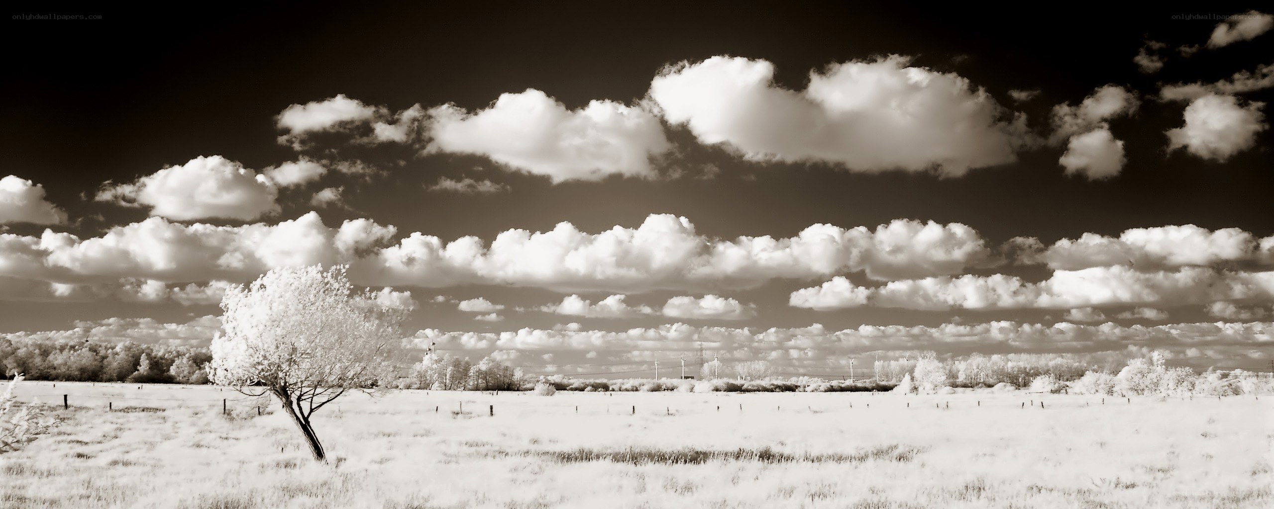 Infrared landscape with tree