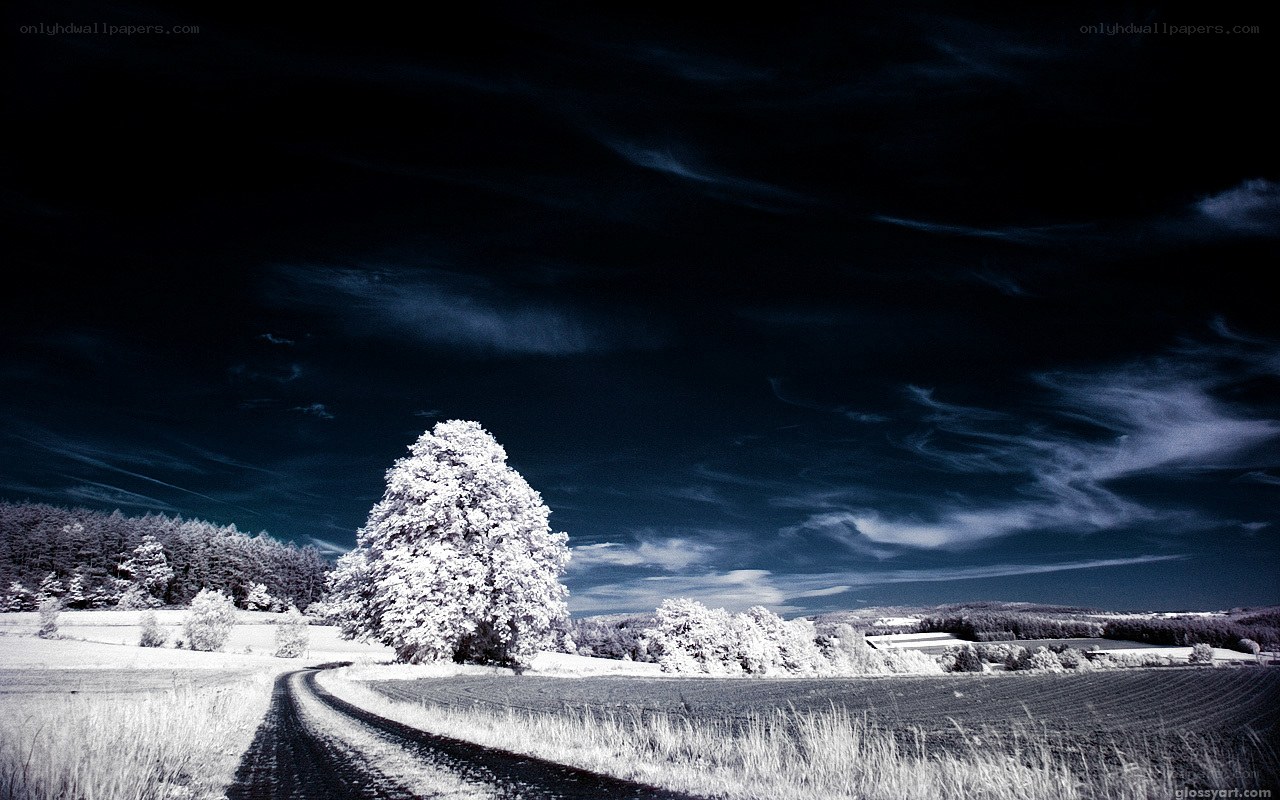 Infrared landscape with tree