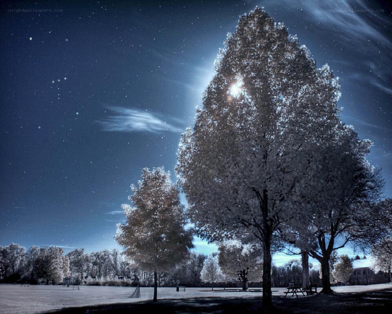Infrared night sky with trees