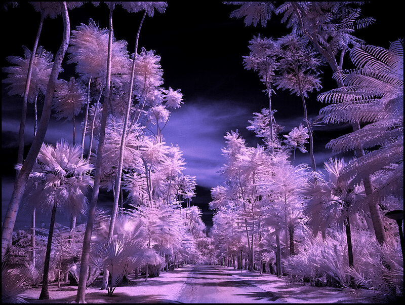 Infrared palm tree path