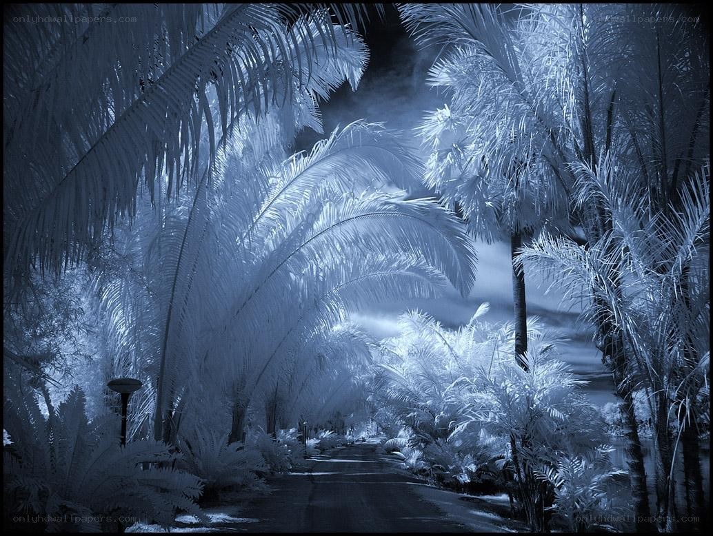 Infrared palm tree path