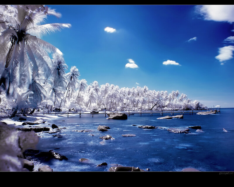 Infrared Palm Trees — Blue, Serene