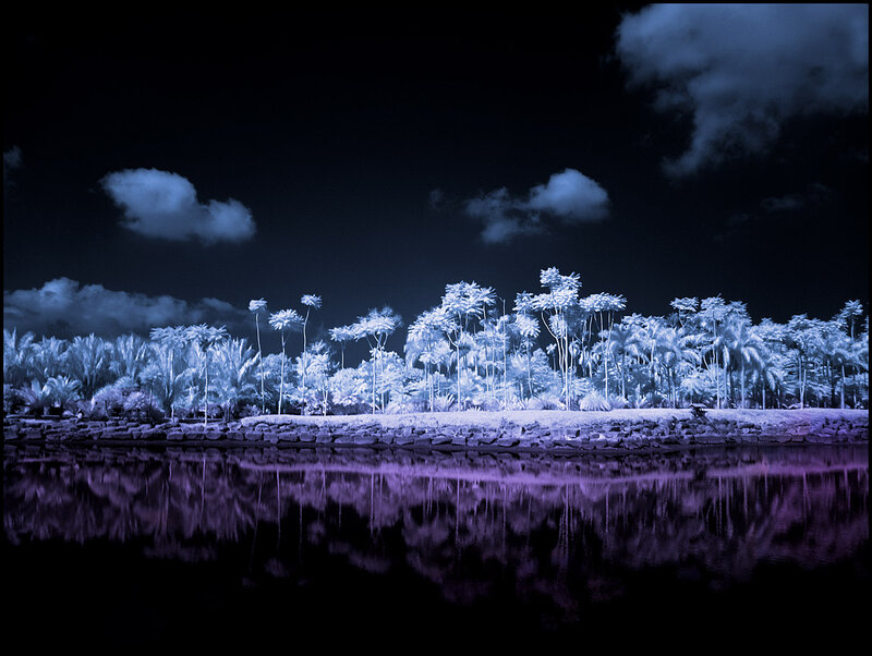 Infrared Palm Trees — Blue