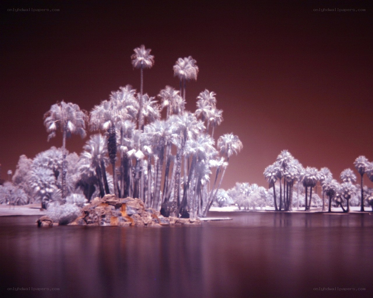 Infrared palm trees by lake