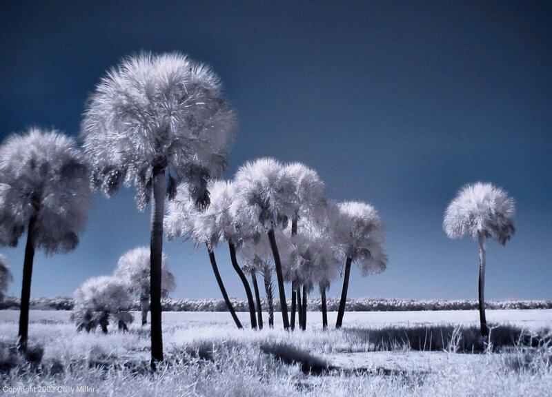 Infrared palm trees
