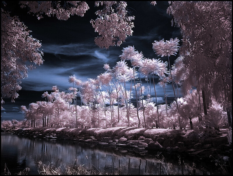 Infrared Palm Trees — White, Dramatic