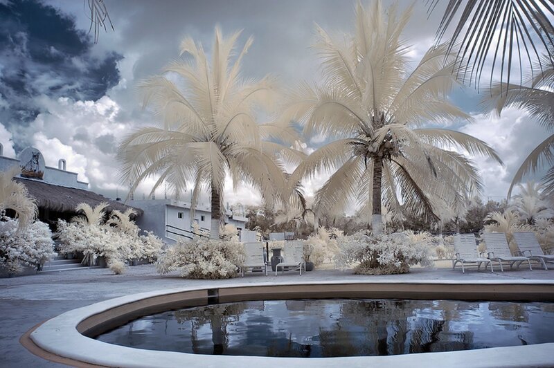 Infrared Palm Trees — White