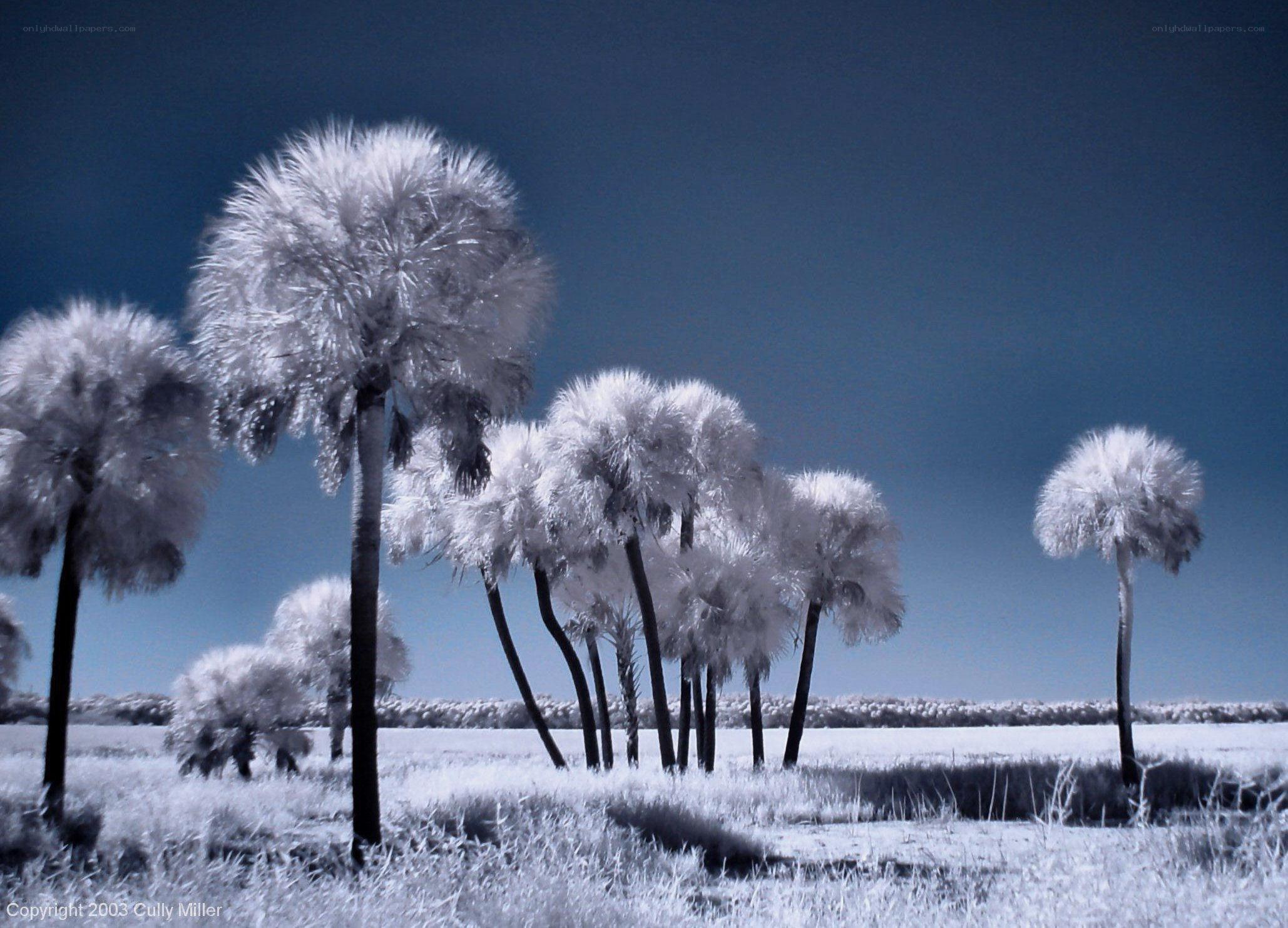 Infrared palm trees