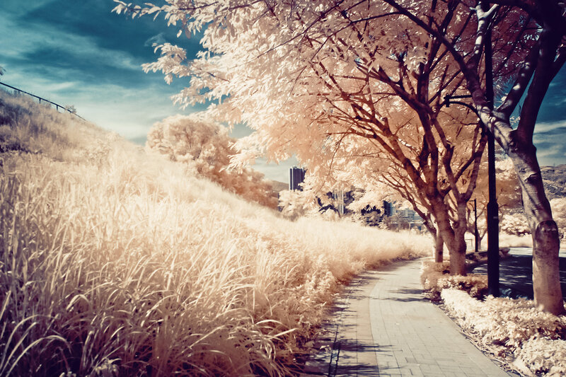 Infrared Park Path — White
