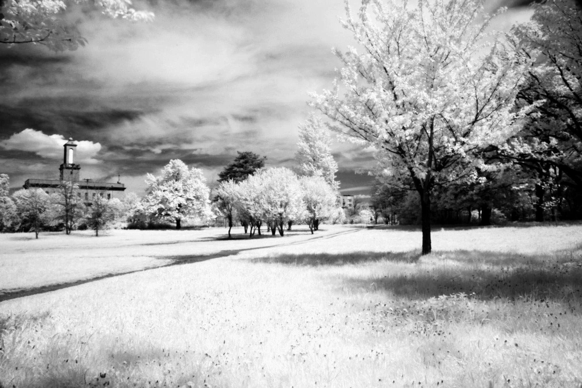 Infrared park scene