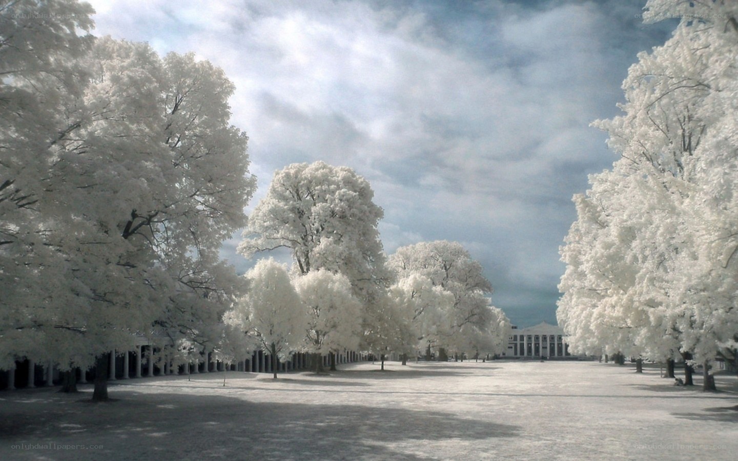 Infrared park scene