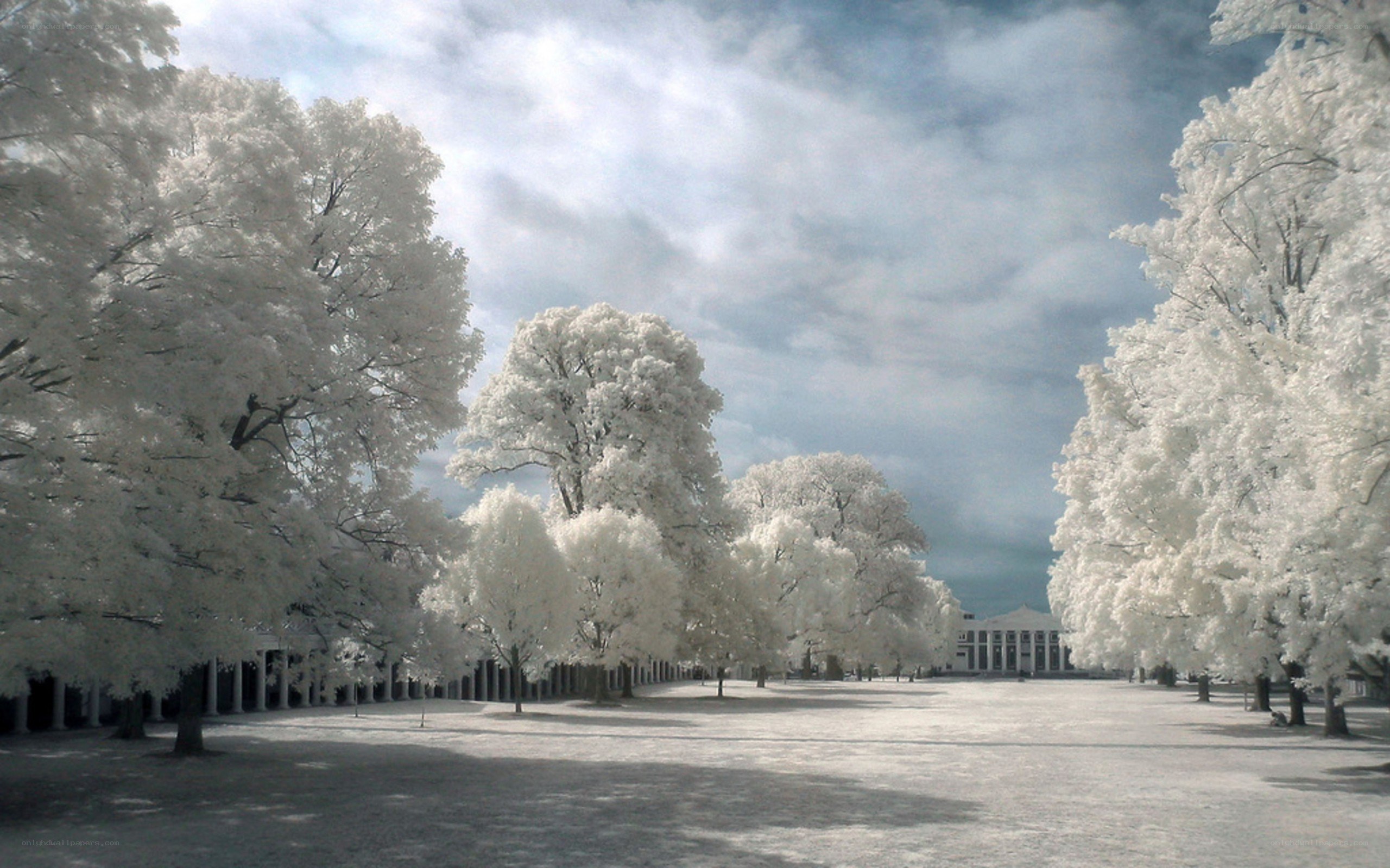 Infrared park scene