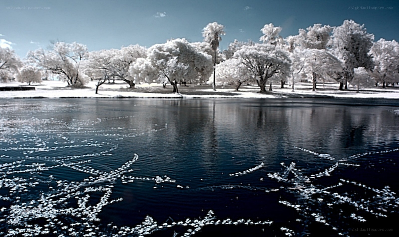 Infrared park scene
