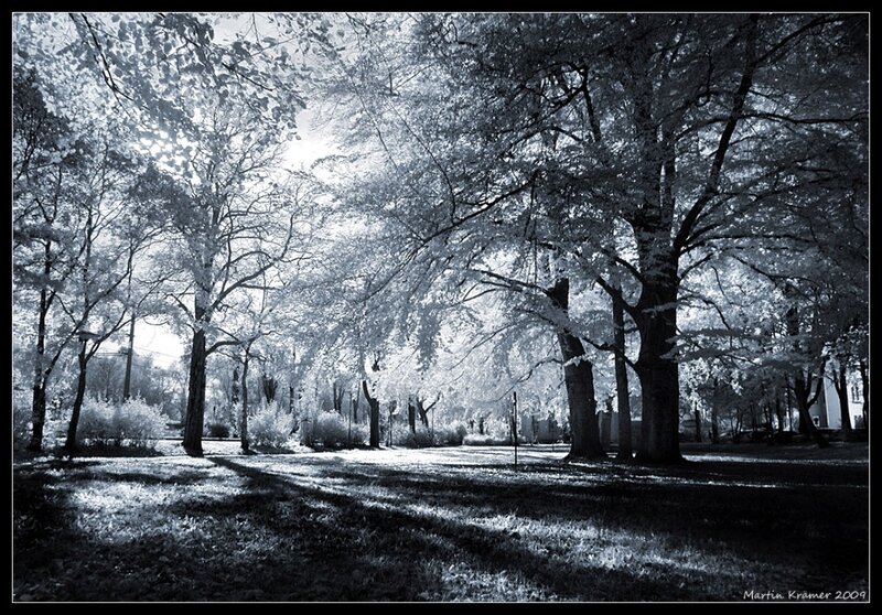 Infrared Park Scene — Black, Serene