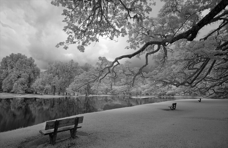 Infrared Park Scene — Black