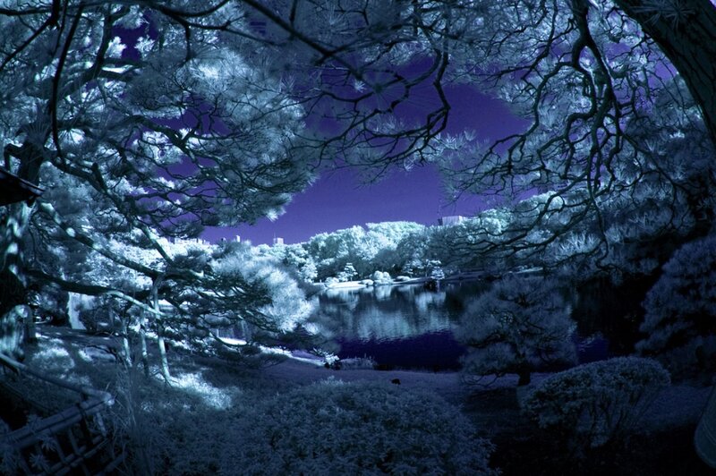 Infrared Park Scene — Blue, Serene