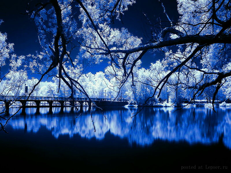 Infrared Park Scene — Blue