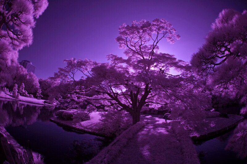 Infrared Park Scene — Purple, Serene