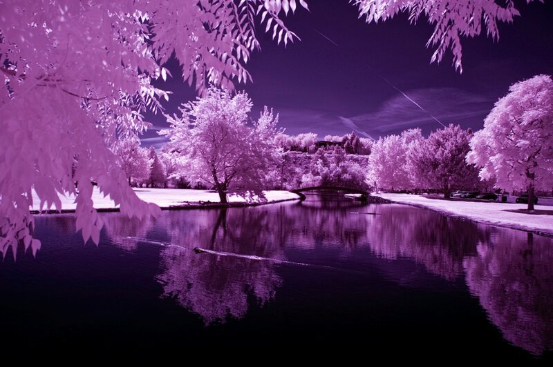 Infrared Park Scene — Purple