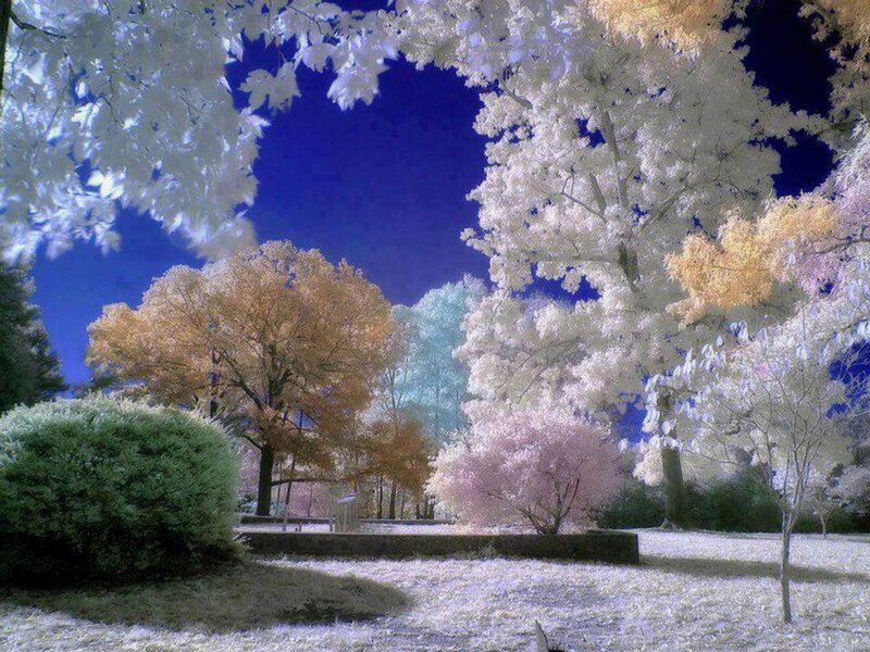 Infrared Park Scene — White, Serene, Photograph