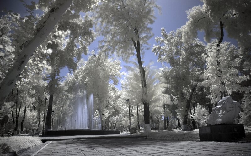 Infrared Park Scene — White, Serene