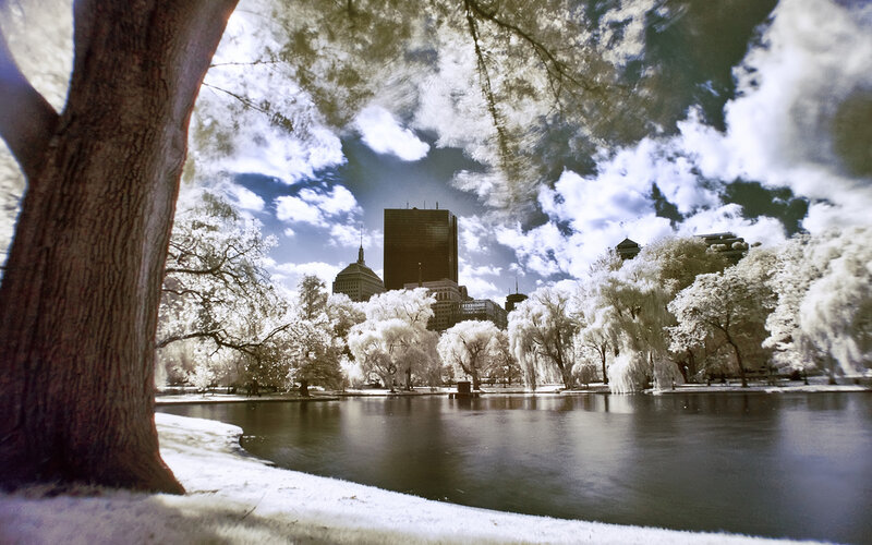 Infrared Park Scene — White