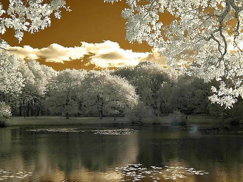 Infrared park scene with pond
