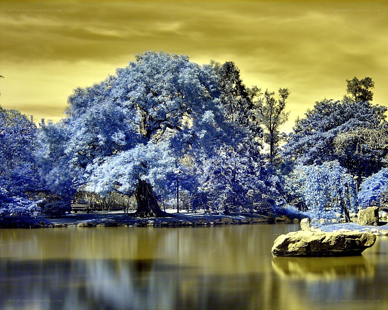 Infrared park scene with pond