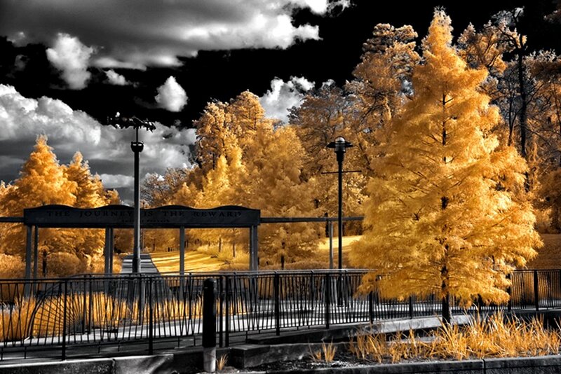 Infrared Park Scene — Yellow