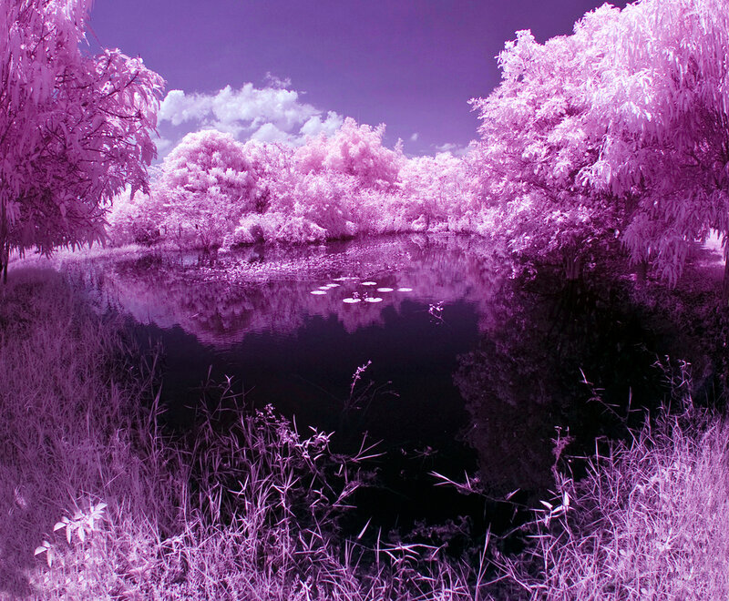 Infrared Pond Landscape — Purple