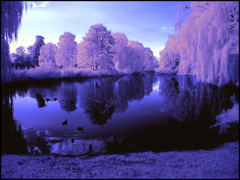 Infrared pond scene