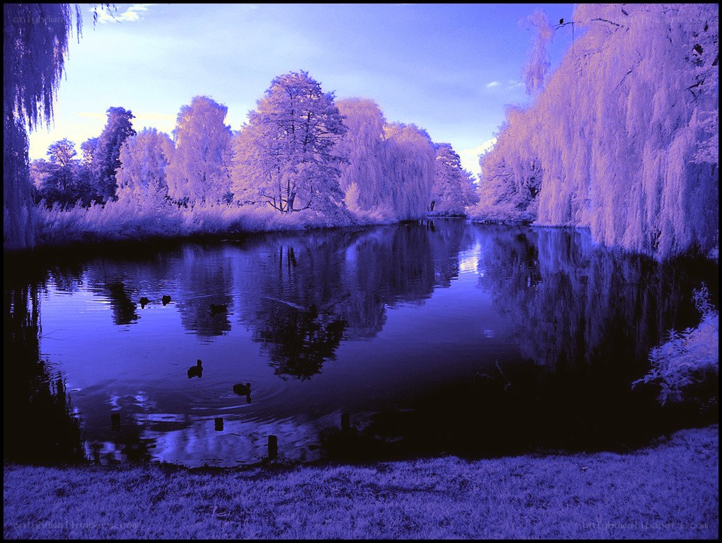 Infrared pond scene
